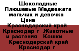 Шоколадные Плюшевые Медвежата мальчик и девочка › Цена ­ 5 500 - Краснодарский край, Краснодар г. Животные и растения » Кошки   . Краснодарский край,Краснодар г.